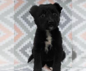 Mutt Dogs for adoption in Thief River Falls, MN, USA