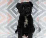 Small Mutt