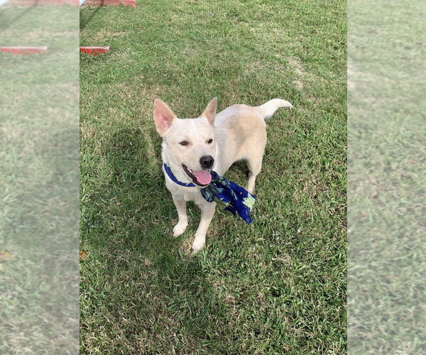 Medium Photo #4 Mutt Puppy For Sale in San Leon, TX, USA