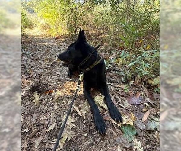 Medium Photo #4 German Shepherd Dog-Unknown Mix Puppy For Sale in Incline Village, NV, USA