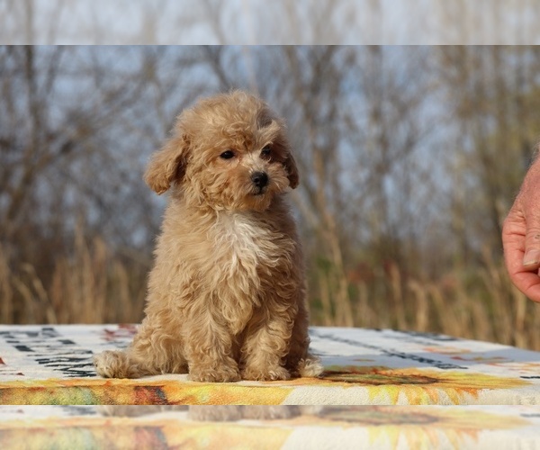Medium Photo #2 Poodle (Toy) Puppy For Sale in DYERSBURG, TN, USA