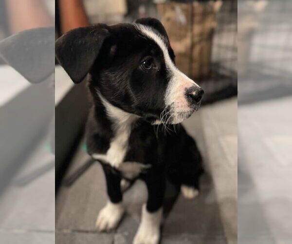 Medium Photo #3 Border Collie-Unknown Mix Puppy For Sale in Dana Point, CA, USA
