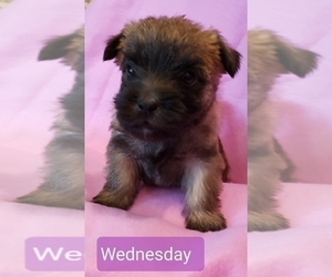 Cairn Terrier Puppy for sale in FORNEY, TX, USA
