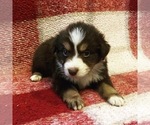 Puppy 7 Australian Shepherd