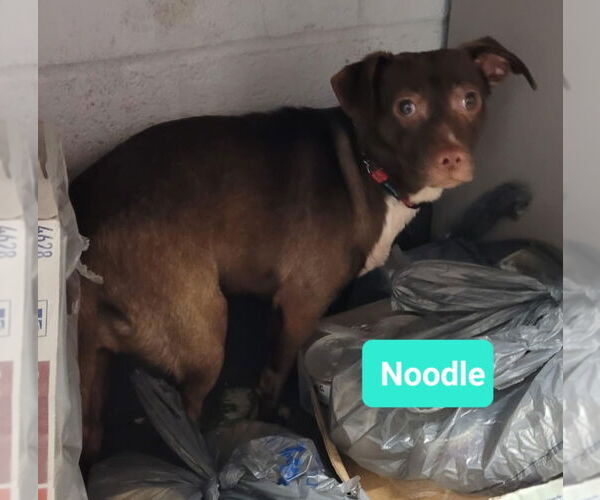 Medium Photo #1 Affenpinscher-Unknown Mix Puppy For Sale in Richmond, IN, USA