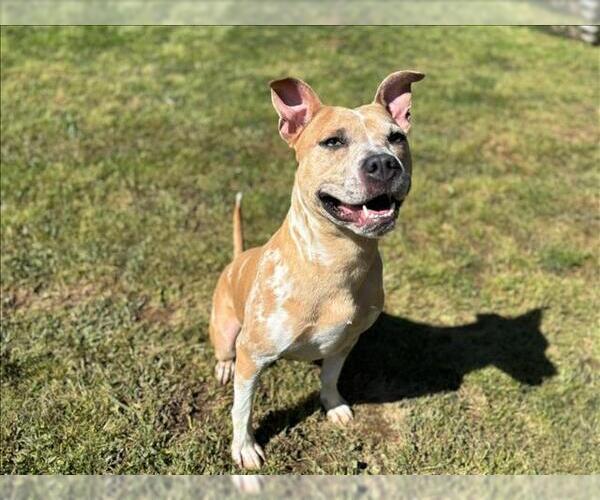 Medium Photo #1 American Pit Bull Terrier Puppy For Sale in Grovetown, GA, USA