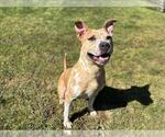 Small American Pit Bull Terrier