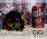 Small #3 Yorkshire Terrier