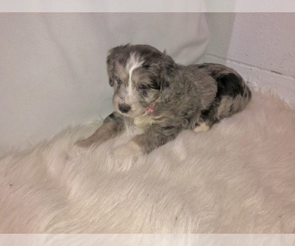 Medium Photo #4 Aussiedoodle Miniature  Puppy For Sale in GOSHEN, IN, USA