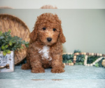 Small #1 Cavapoo
