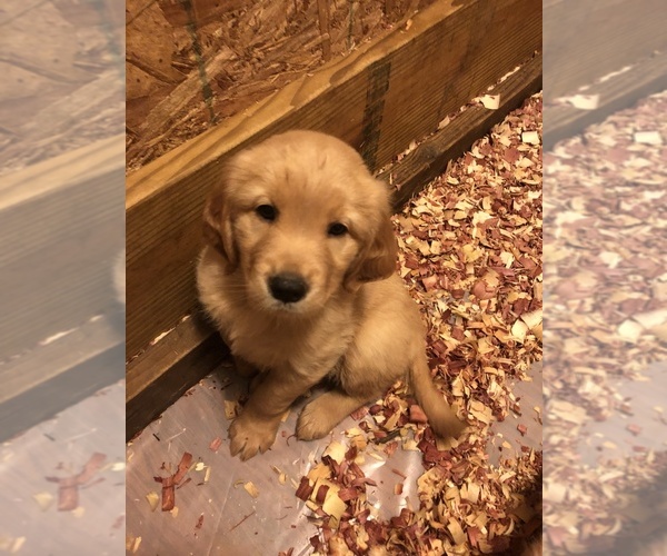 Medium Photo #3 Golden Retriever Puppy For Sale in CORAOPOLIS, PA, USA