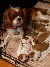 Mother of the Cavalier King Charles Spaniel puppies born on 05/07/2017