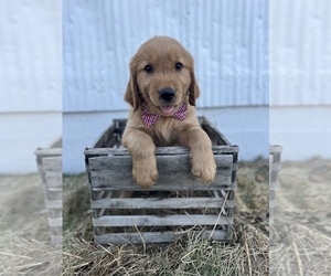 Golden Retriever Puppy for sale in CENTRALIA, IL, USA