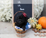 Small #2 Miniature Labradoodle