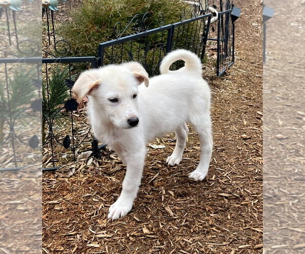 Medium Photo #2 Great Pyrenees-Unknown Mix Puppy For Sale in Croydon, NH, USA