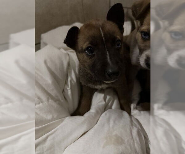 Medium Photo #1 Gerberian Shepsky Puppy For Sale in Stockton, CA, USA