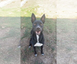 Milo - Male Mutt Dog for Adoption - Photo #2