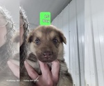 Small #2 German Shepherd Dog