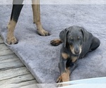 Puppy Beige Doberman Pinscher