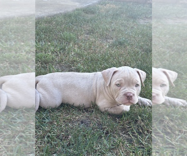 Medium Photo #7 American Bully Puppy For Sale in BOLINGBROOK, IL, USA