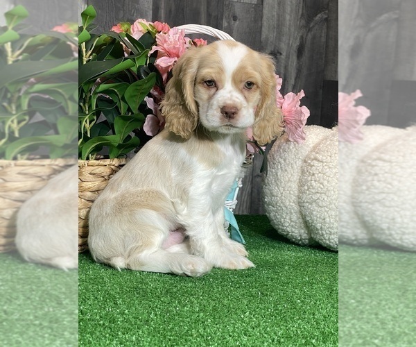 Medium Photo #2 Cocker Spaniel Puppy For Sale in CANOGA, NY, USA