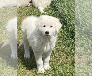 Akbash Dog-Maremma Sheepdog Mix Puppy for sale in MONETA, VA, USA