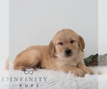 Small #3 Golden Retriever