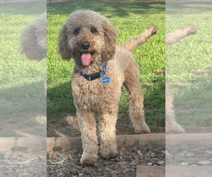 Father of the Goldendoodle-Labrador Retriever Mix puppies born on 04/18/2025