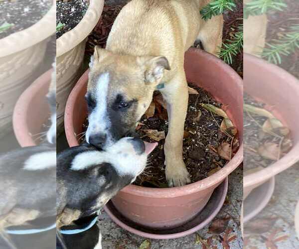 Medium Photo #2 German Shepherd Dog-Unknown Mix Puppy For Sale in Aurora, IN, USA