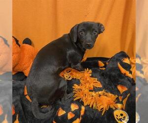 Chihuahua Dogs for adoption in Modesto, CA, USA