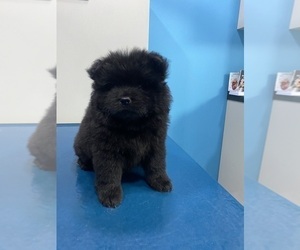Chow Chow Puppy for sale in EWING, NJ, USA
