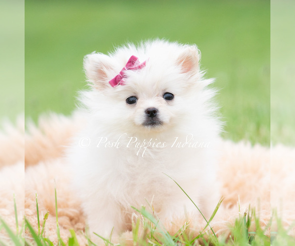 Medium Photo #5 Pomeranian Puppy For Sale in WARSAW, IN, USA