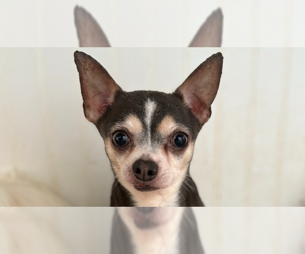 Medium Photo #2 Chihuahua Puppy For Sale in Studio City, CA, USA