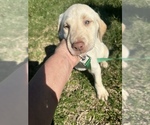 Small Photo #7 Labrador Retriever Puppy For Sale in MADISON, NC, USA