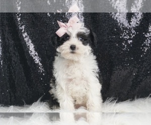Medium YorkiePoo
