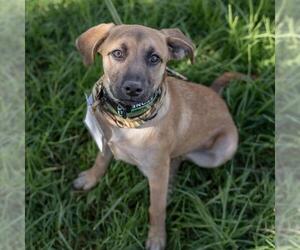 Chihuahua-Unknown Mix Dogs for adoption in San Diego, CA, USA