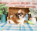 Small #13 Shih Tzu