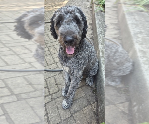 Medium Photo #1 Labradoodle Puppy For Sale in CHICAGO, IL, USA