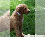 Small #2 Goldendoodle (Miniature)