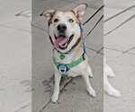 Small #20 Siberian Husky Mix