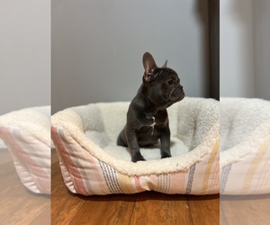 French Bulldog Puppy for sale in BONNEY LAKE, WA, USA