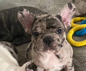 French Bulldog Puppy for sale in ARBUTUS, MD, USA