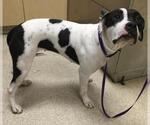 Small Boxer Mix