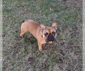 French Bulldog Puppy for sale in WARRINGTON, PA, USA
