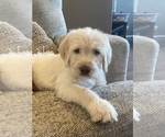Small Photo #4 Labradoodle Puppy For Sale in MARBLE FALLS, TX, USA