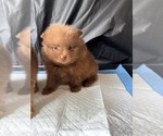 Small #1 Pomeranian