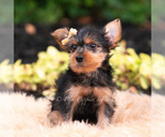 Small Photo #78 Yorkshire Terrier Puppy For Sale in WARSAW, IN, USA