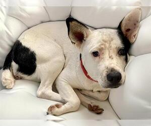 Australian Cattle Dog-Unknown Mix Dogs for adoption in Tulsa, OK, USA