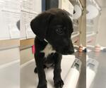 Small Labrador Retriever Mix