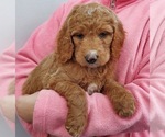 Small #1 Goldendoodle